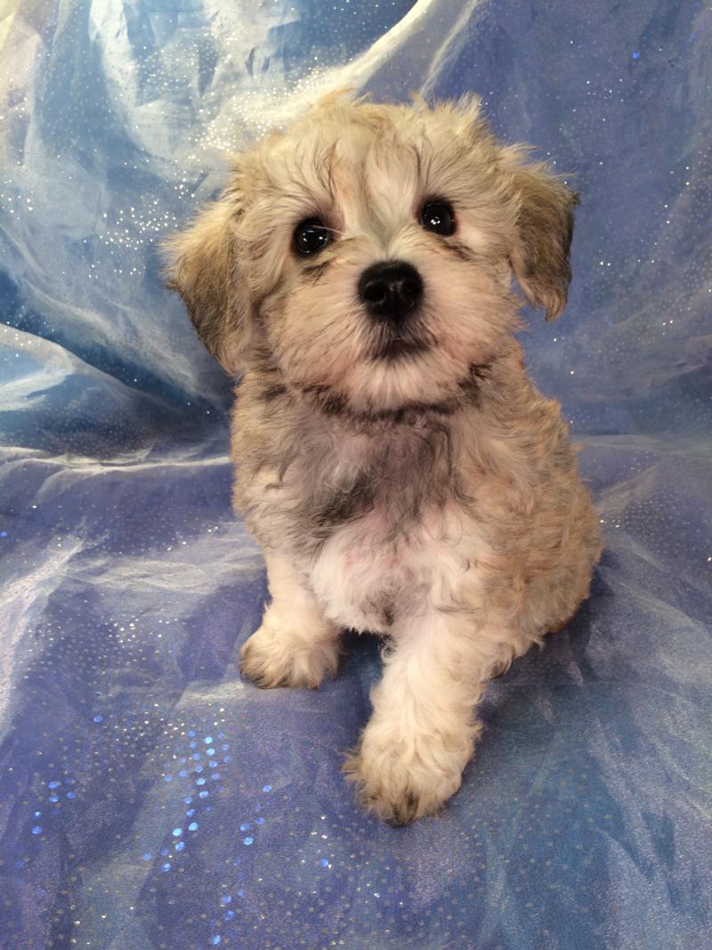 Female Schnoodle Puppy for Sale- Iowa breeders located near the Iowa Minnesota border.